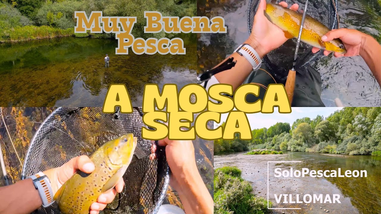 Muy buena Pesca a Mosca Seca, en el tramo libre Villomar Leon - España