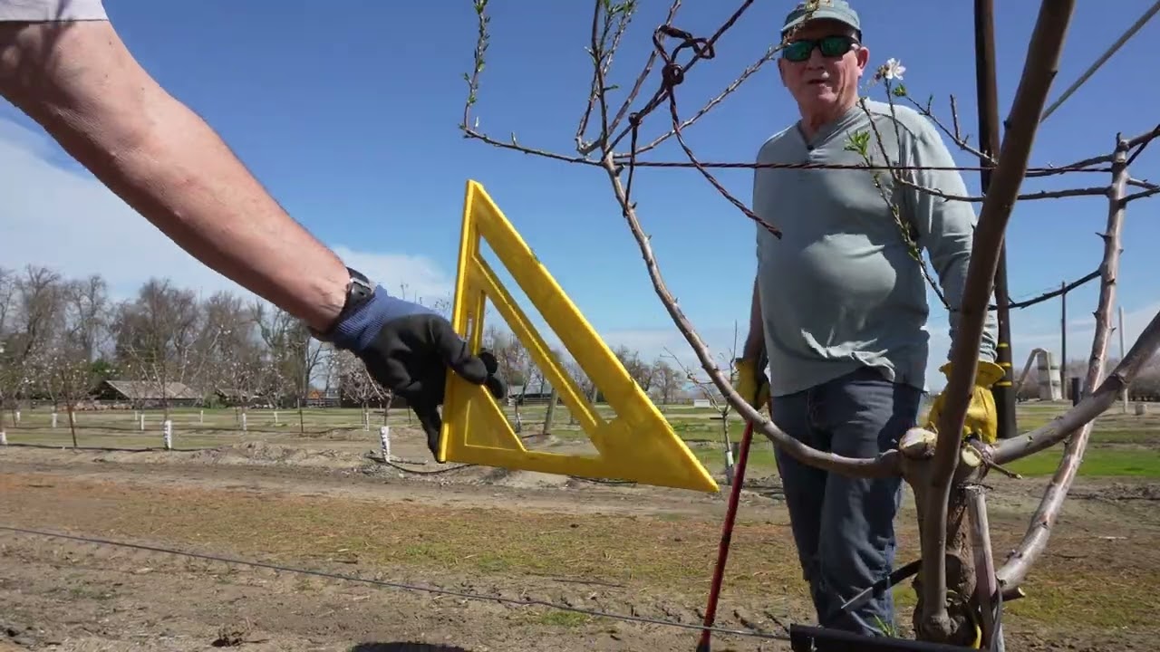 How to Prune First Year Almond Trees