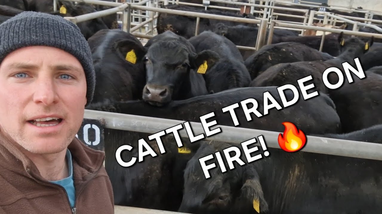 Store cattle sale at St Boswells- the trade is flying! Harrison and Hetherington mart native sale.