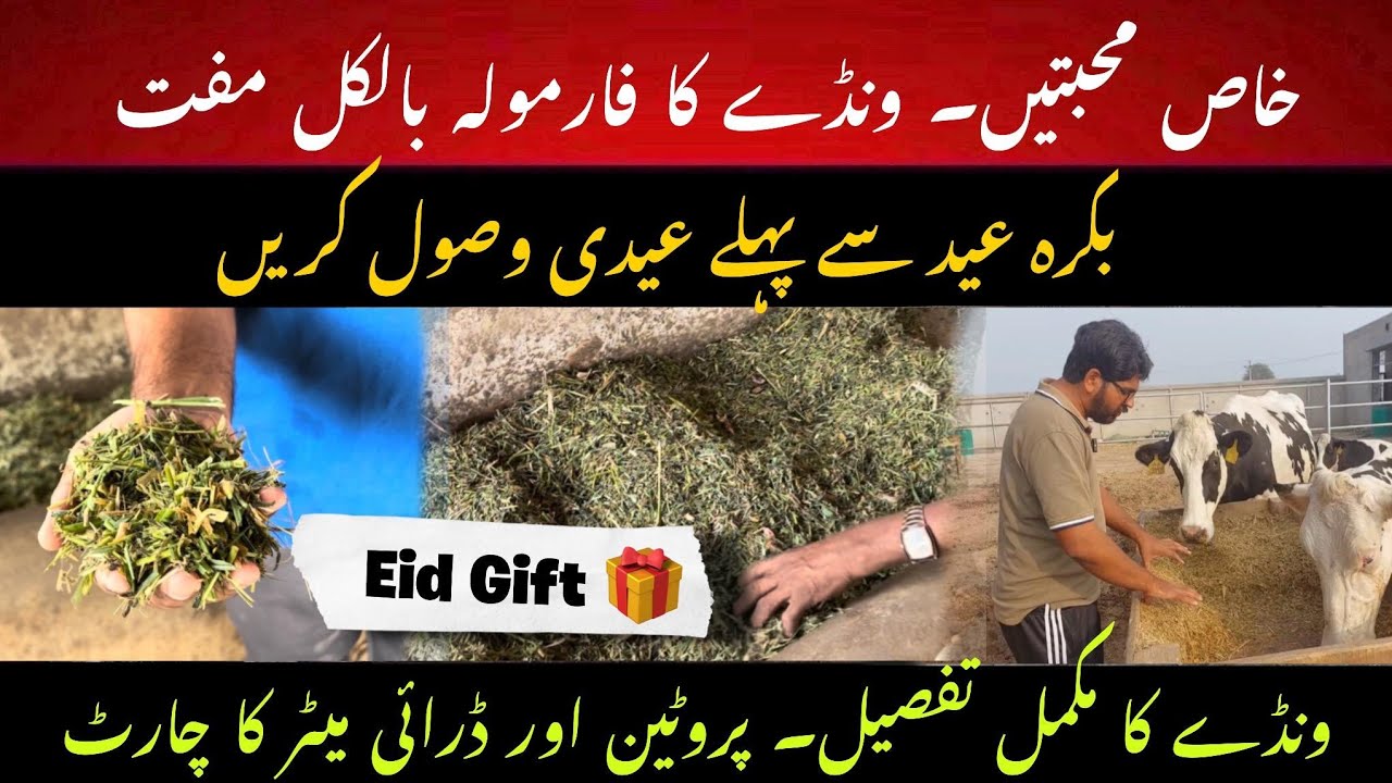 Wanda formulation for free II Eid ul Azha gift II Complete protein and dry matter calculations