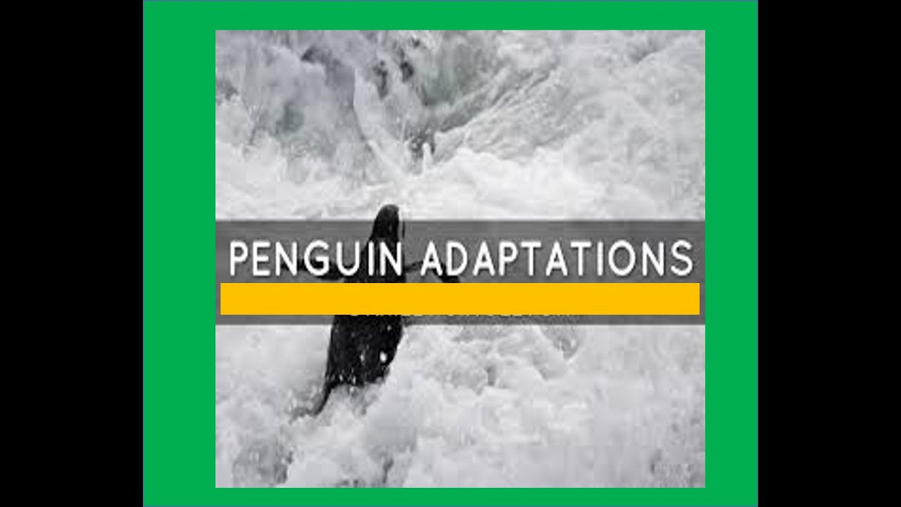 Penguins Adaptations for kids