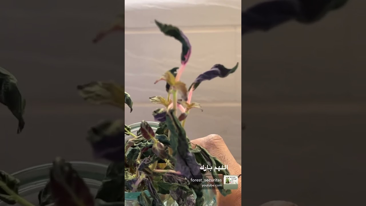 افضل أنواع اسقي والماء لنباتات الداخليه ،.