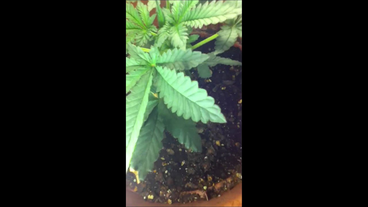 Weed plant 5 weeks