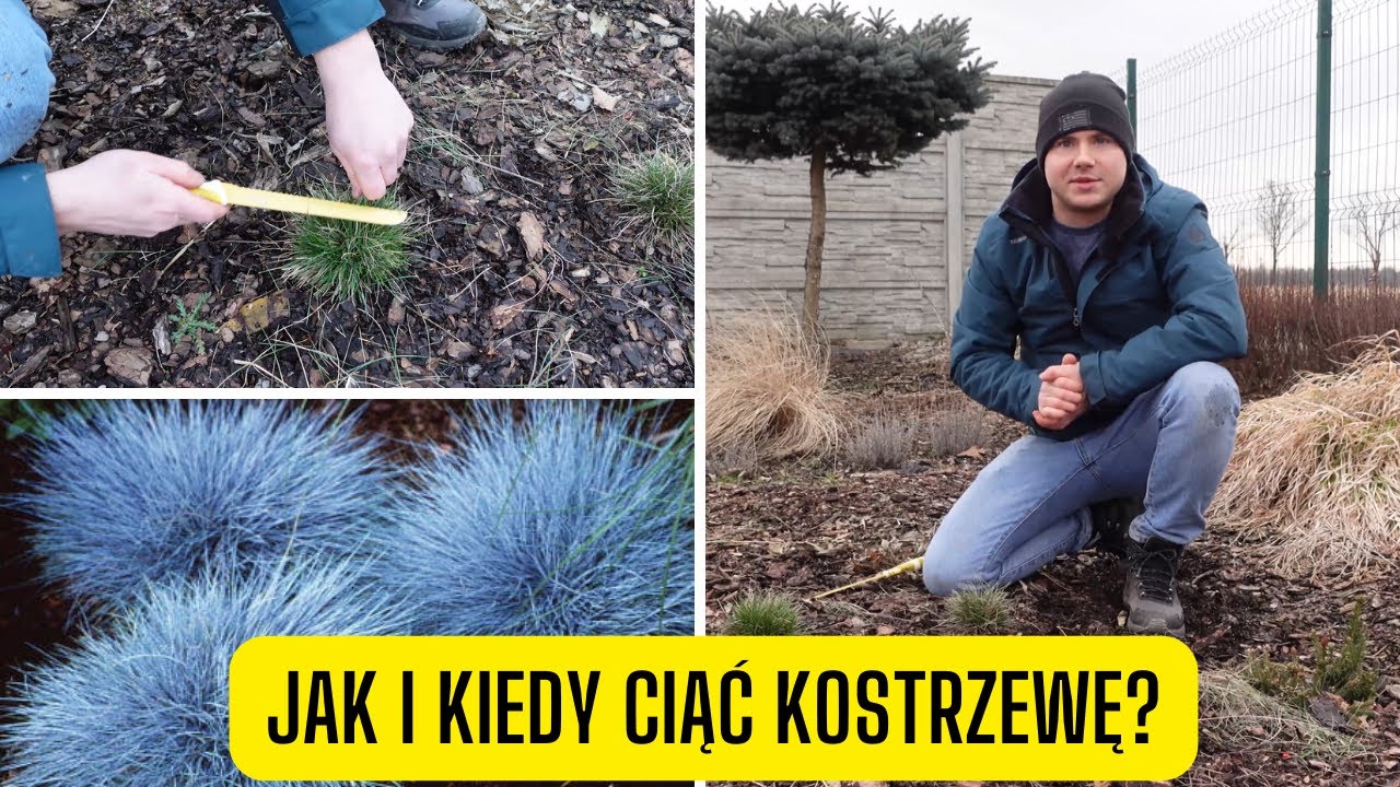 Jak i kiedy przycinać kostrzewę? Czy przycinać zimozielone trawy po zimie?