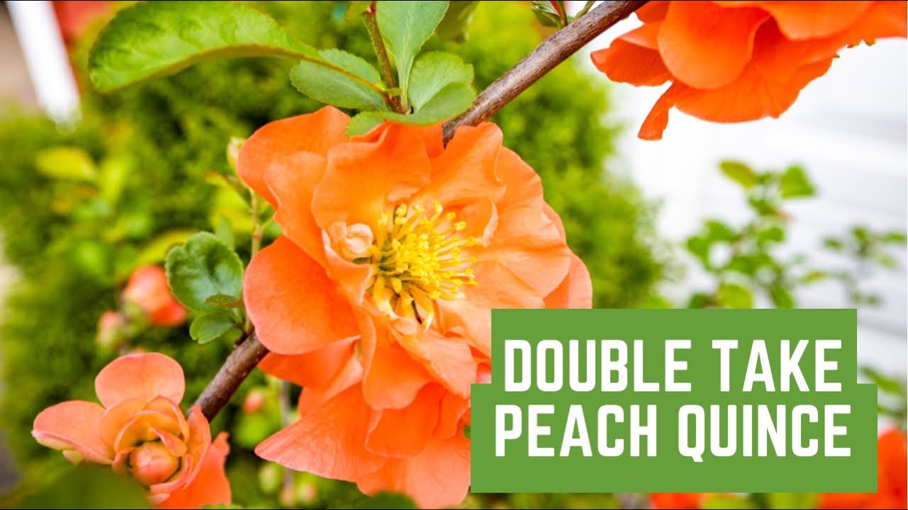Double Take Peach Quince : Proven Winners : Garden Obsessions Garden Tour