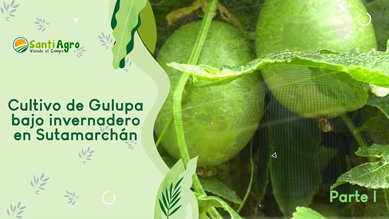 Cultivo de Gulupa bajo invernadero en Sutamarchán parte I - SantiAgro 01/mayo/2024