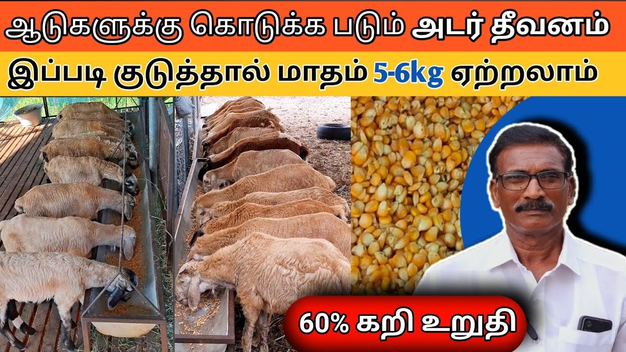 🌽அடர் தீவனம் கொடுத்து 🐐 ஆடுகளின் உடல் எடையை இவ்வளவு கிலோ வரை ஏற்றலாமா?? 😱 💯 உண்மை என்ன??