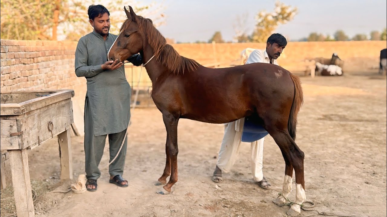Humne Shahanshah Ko Bech Diya? Ab Kya Hoga?