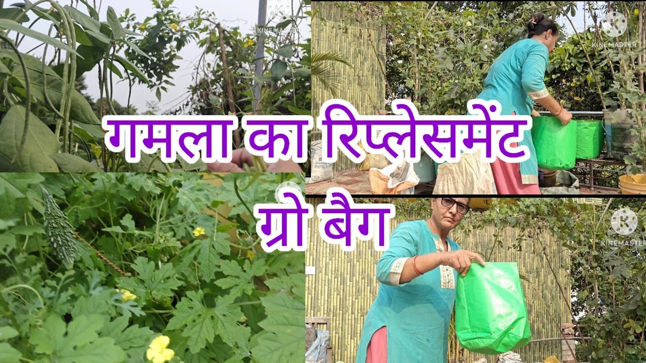 अपडेट मेरे छत का।। ग्रो बैग गमले का रिप्लेसमेंट।।