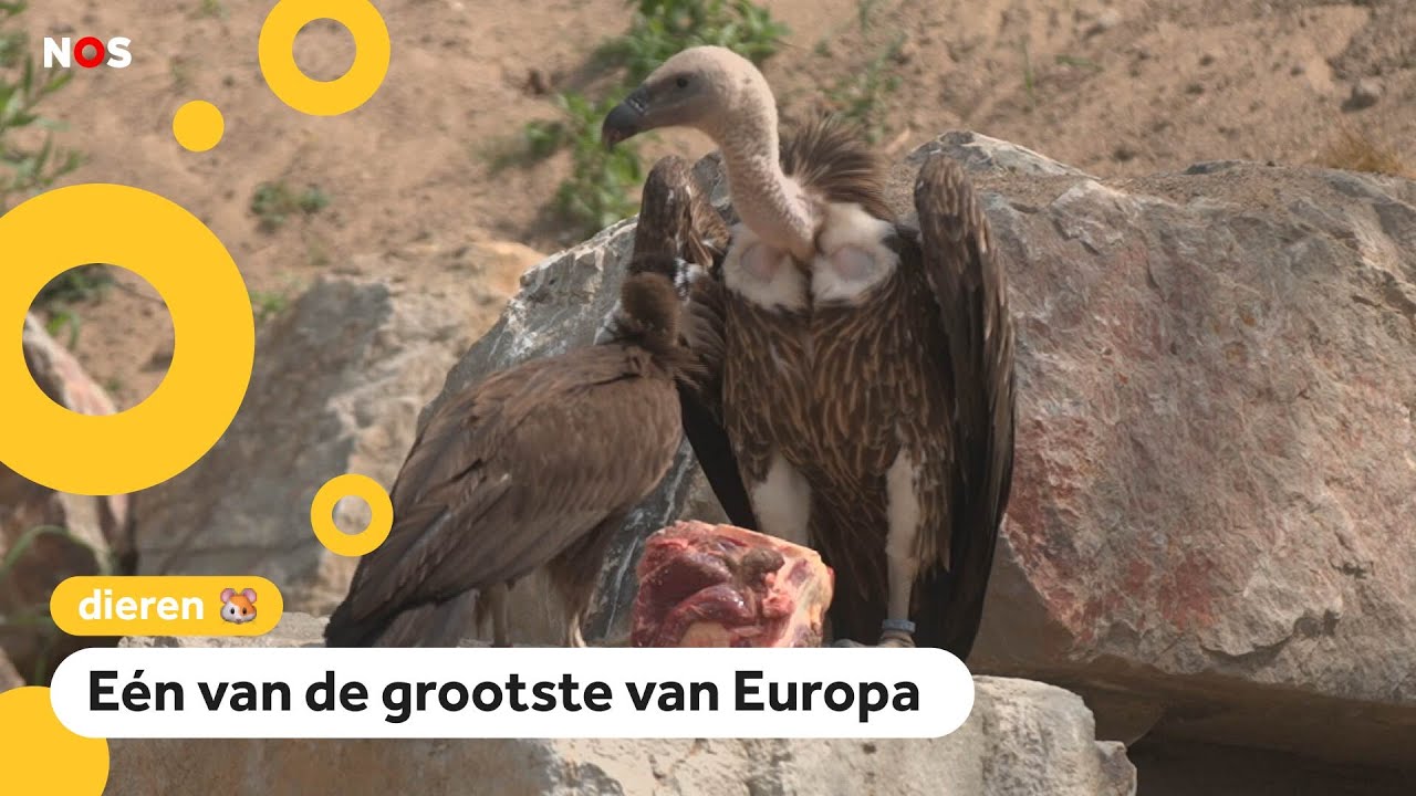 Groot gierenverblijf geopend: ' Ze kunnen hier lekker in de zon zitten'