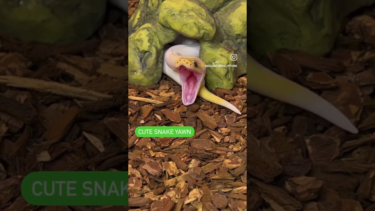 Cute Snake Yawns #ballpython #reptiles #snake #pets #fyp #animals #viral #shorts #wildlife #fyp