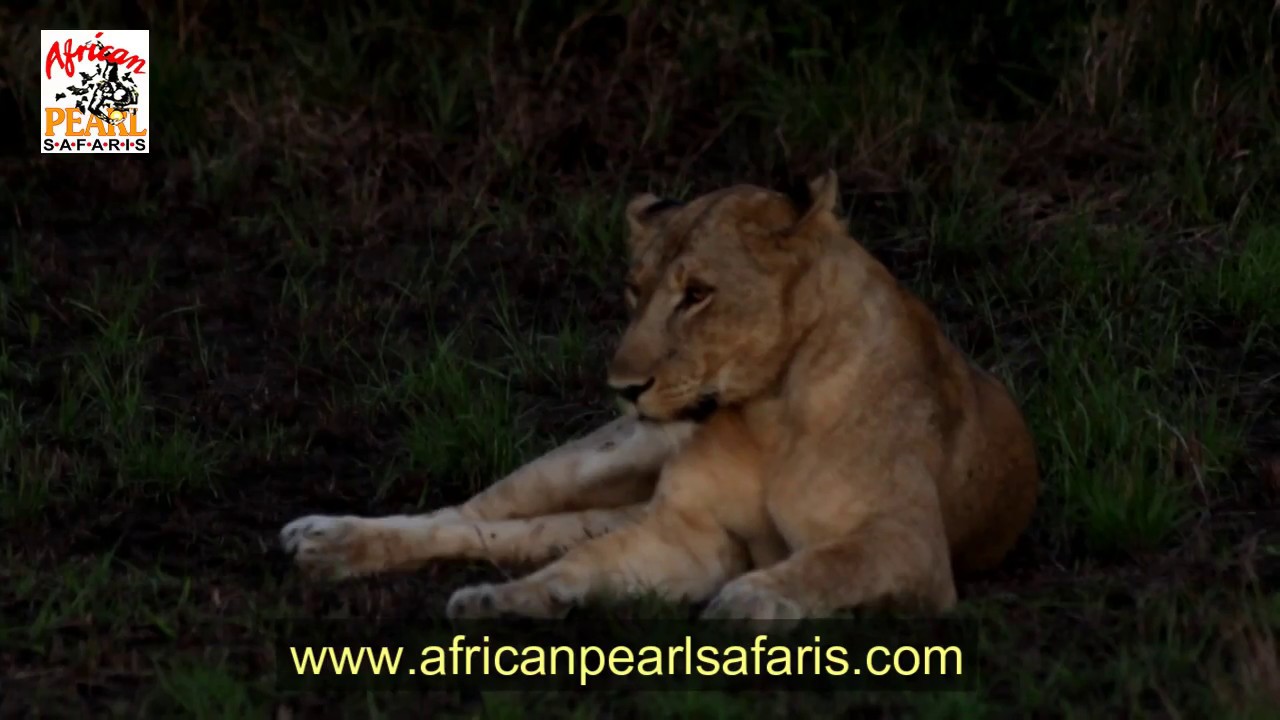Evening Game Drive in Queen Elizabeth National Park