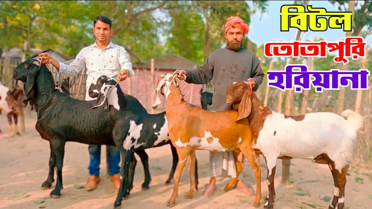 ২য় পর্ব | 🇧🇩🇧🇩🐐🐐অরিজিনাল তোতাপুরি বিটল ও হরিয়ানা ছাগলের দাম জানুন | Goat Farm Natore | 🇧🇩🇧🇩🐐🐐