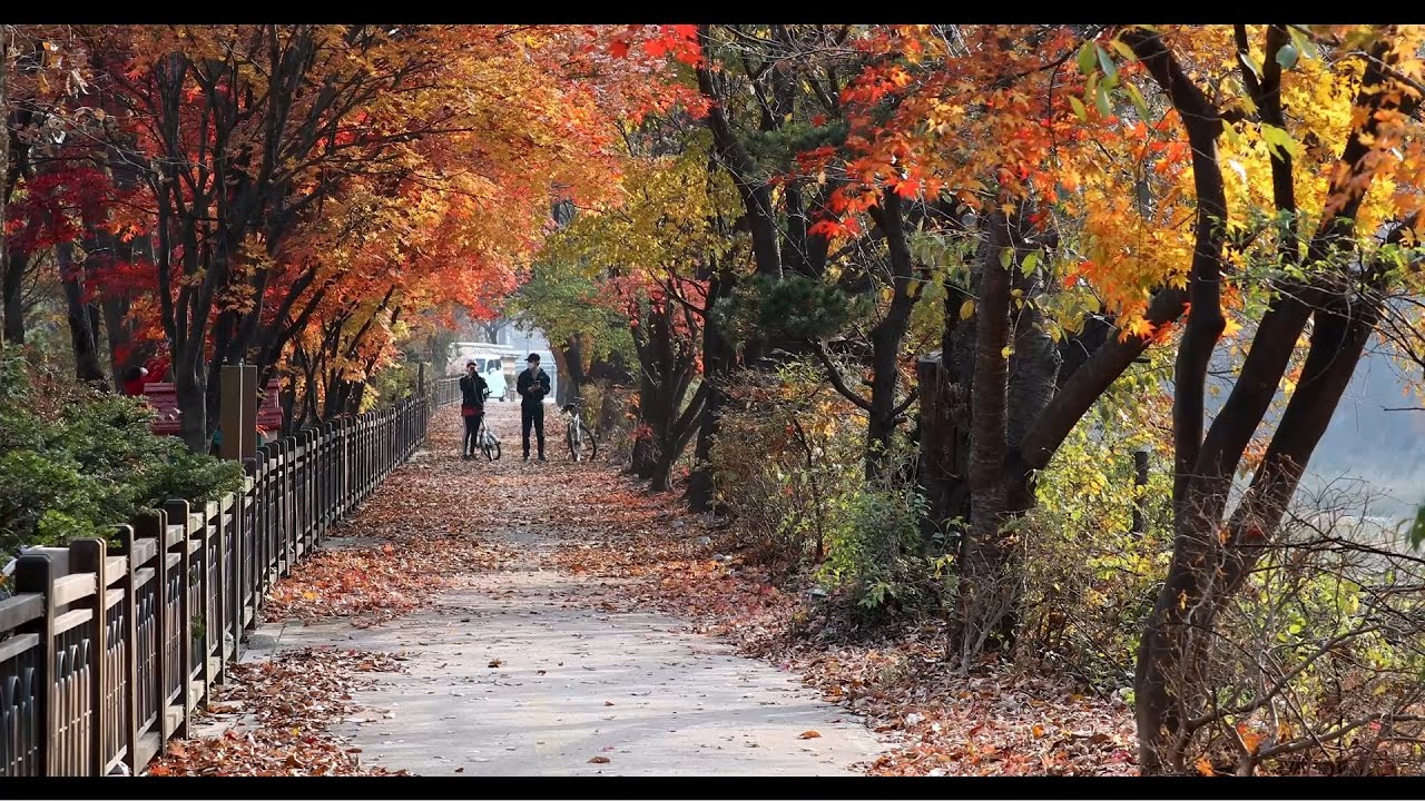 TÌNH YÊU MÙA THU (秋恋)
