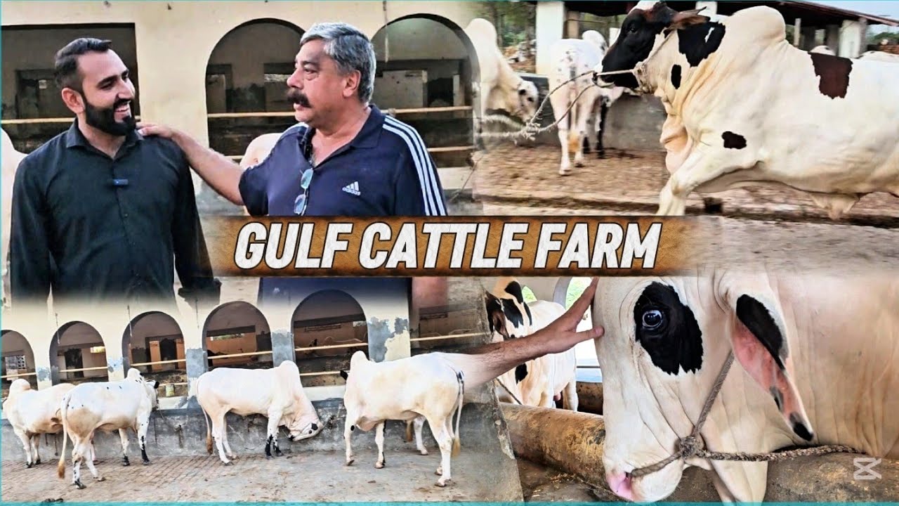Spending Full Day At Gulf Cattle Farm 🔥| Lajawab Shoq | Shikra Dand Na Shoq Kra Dia | Home Breed |😍 
