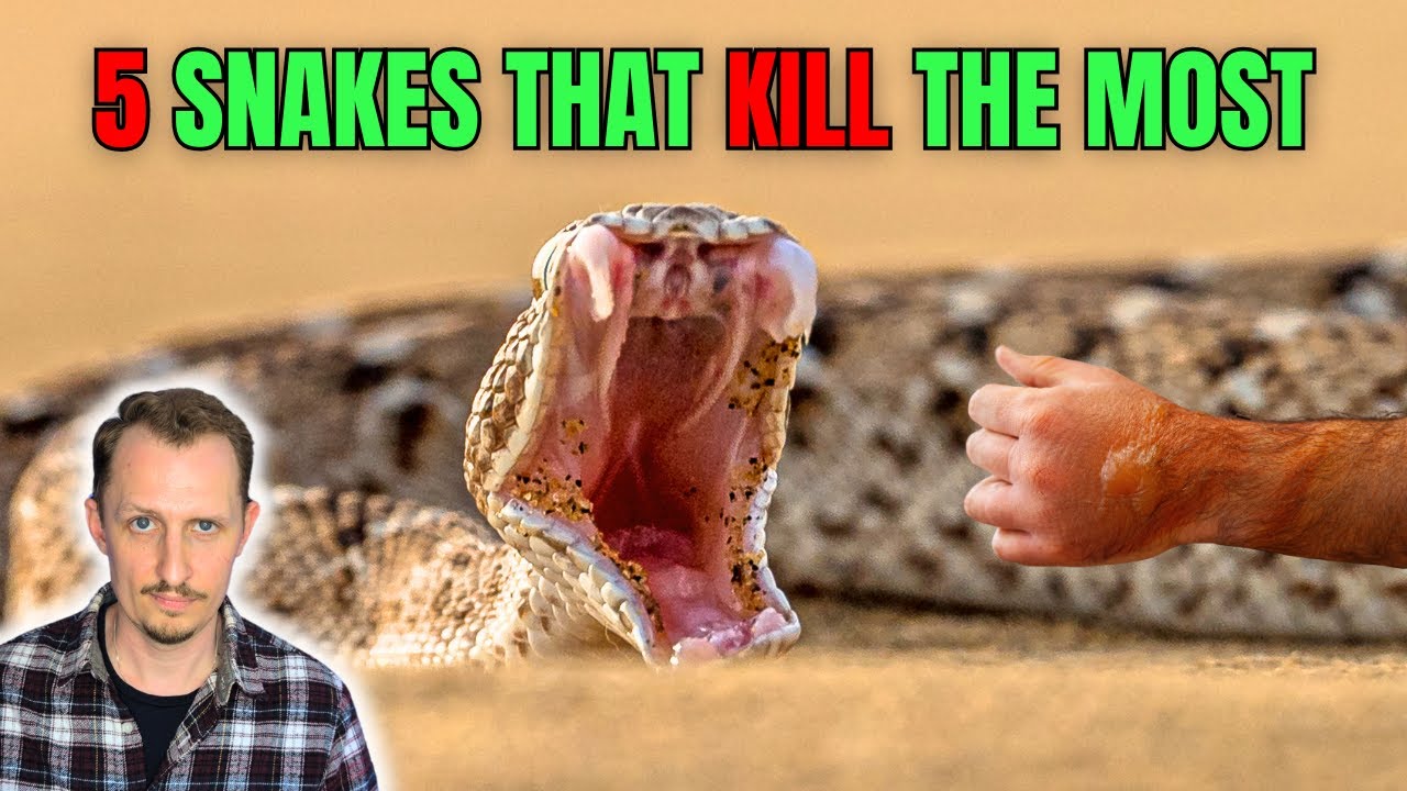 5 Deadliest Snakes on Earth &ndash; Actual Killers!