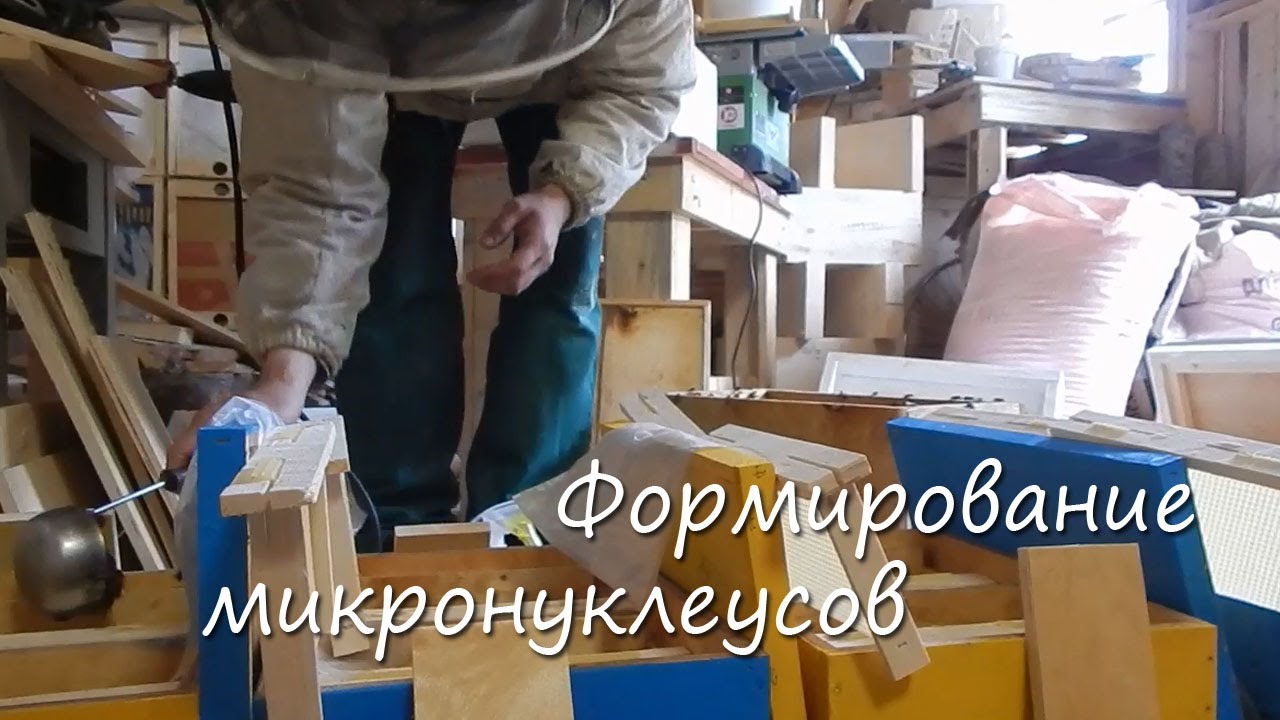 Формирование микронуклеусов