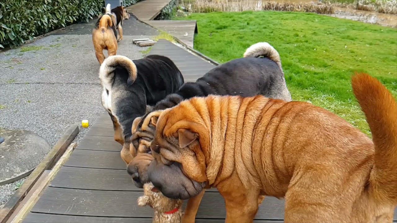 sharpei wiggly wrinkles