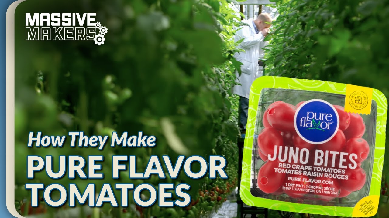 Pure Flavour Greenhouses and More! 🍅 | Food Factory