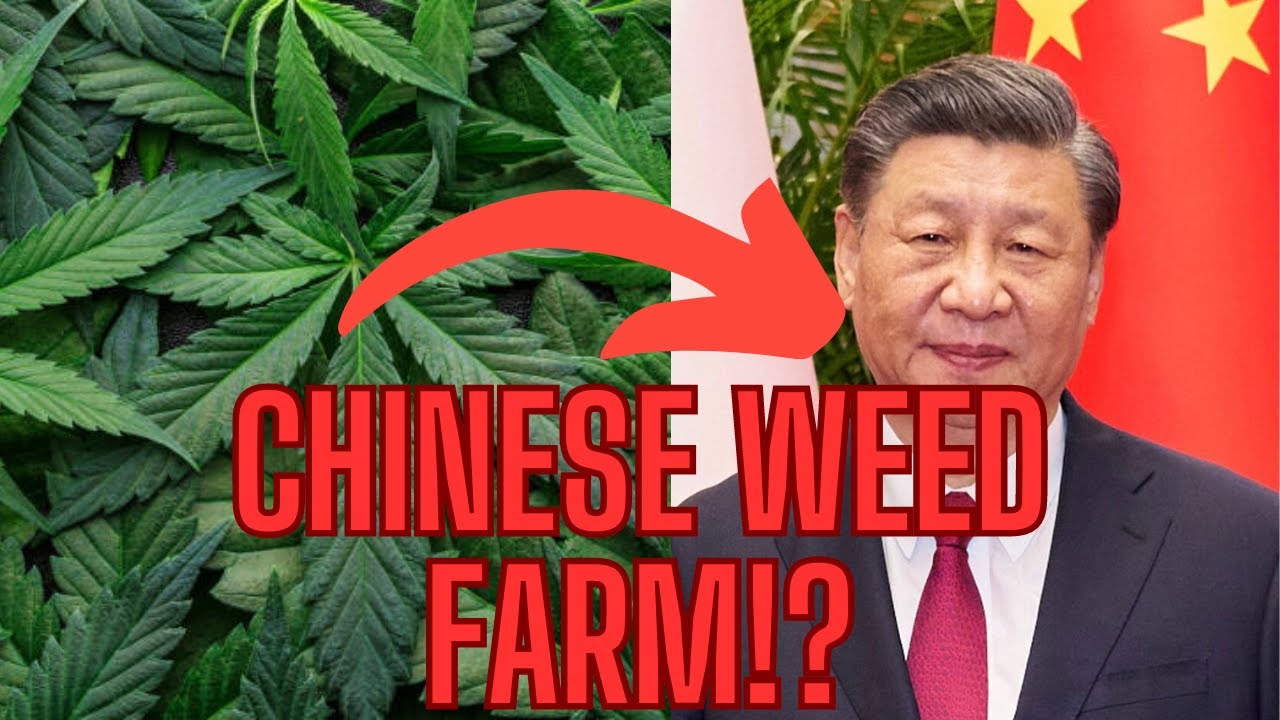 THIS COUNTRY'S WEED FARMS EXPOSED! #reaction