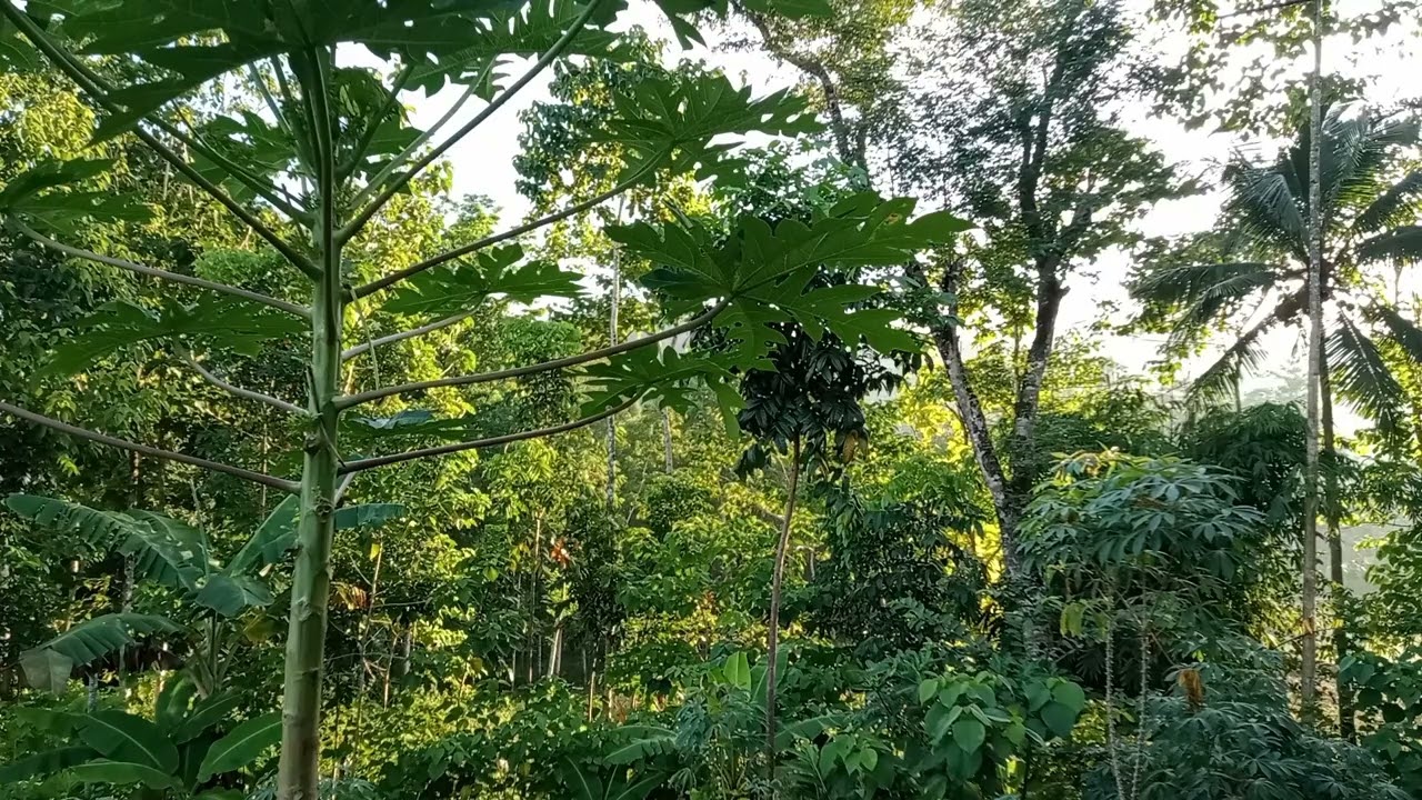 Gentle Bird Sounds in a Tropical Forest Plantation | No Music | 30 Minutes
