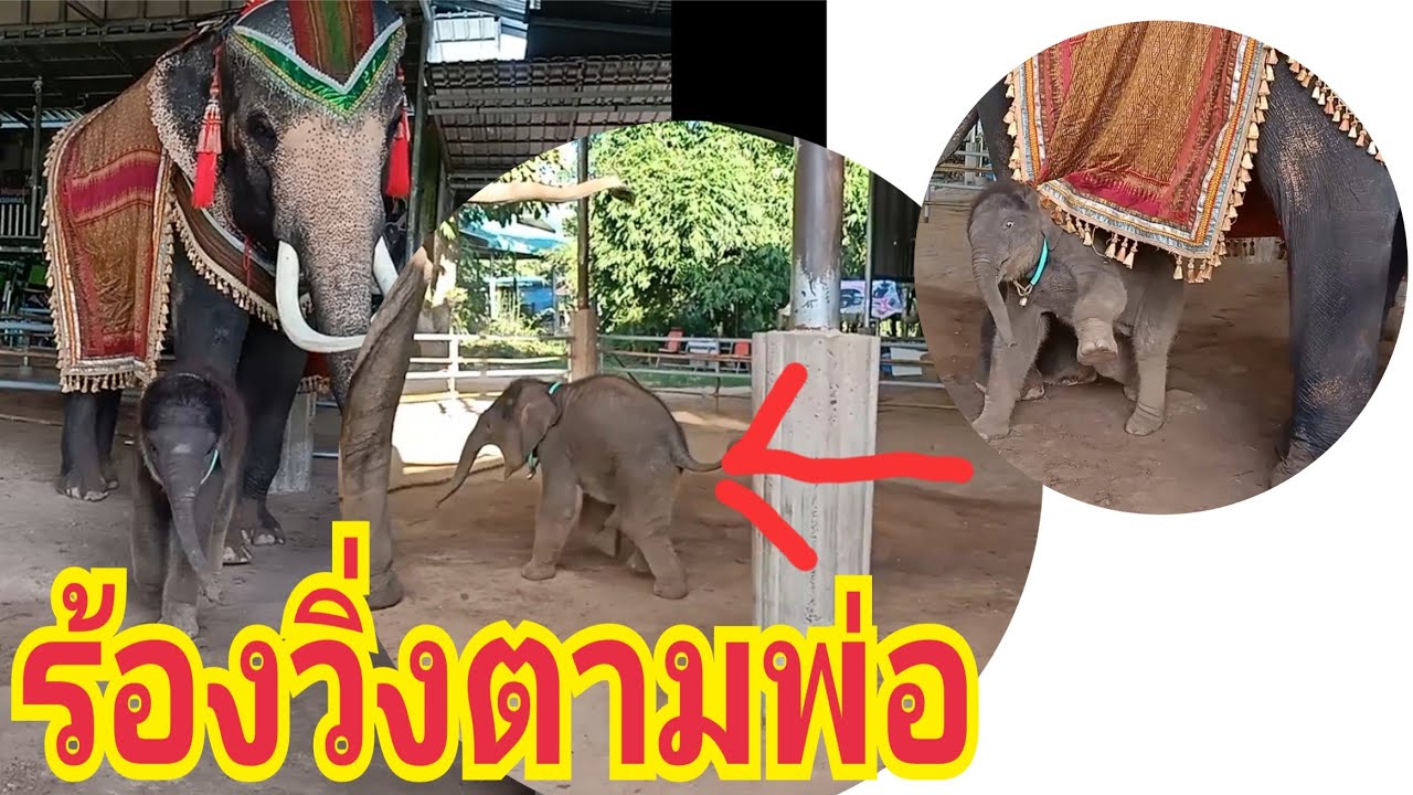 จันเจ้าร้องอยากไปแห่งานกับพ่อทอง