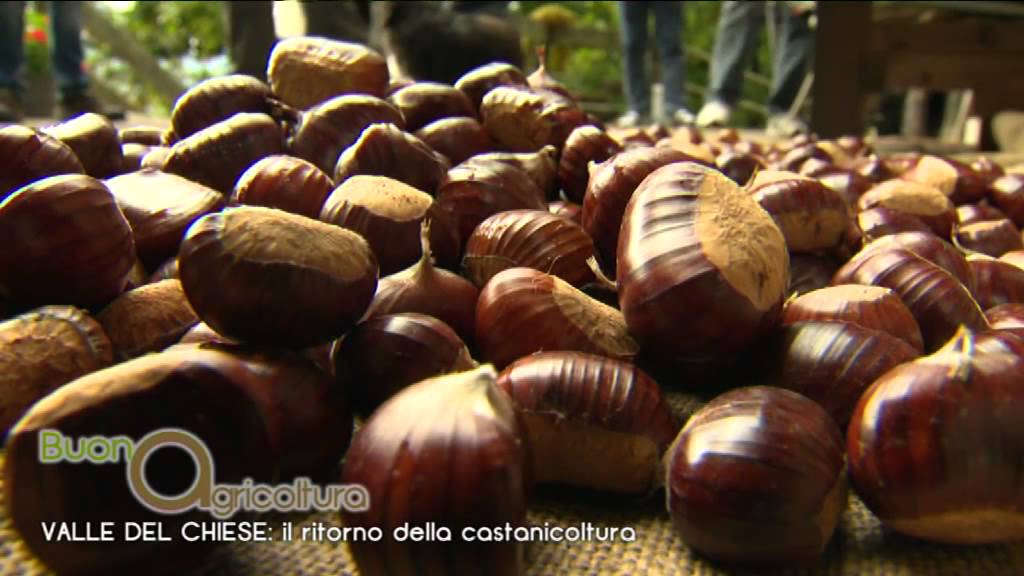 VALLE DEL CHIESE: il ritorno della castanicoltura