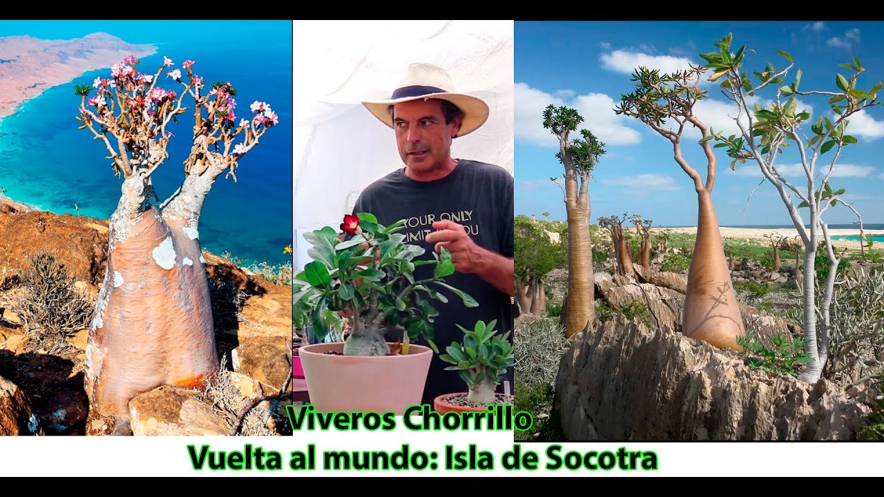 Vuelta al mundo Viveros Chorrillo: hoy Isla de Socotra -  Adenium