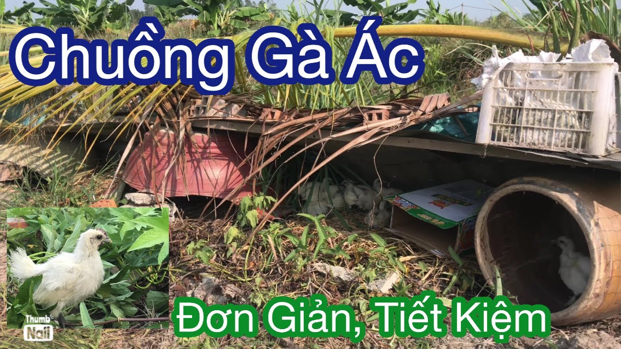 Làm chuồng nuôi Gà Ác tiết kiệm, nhanh chóng, đơn giản.