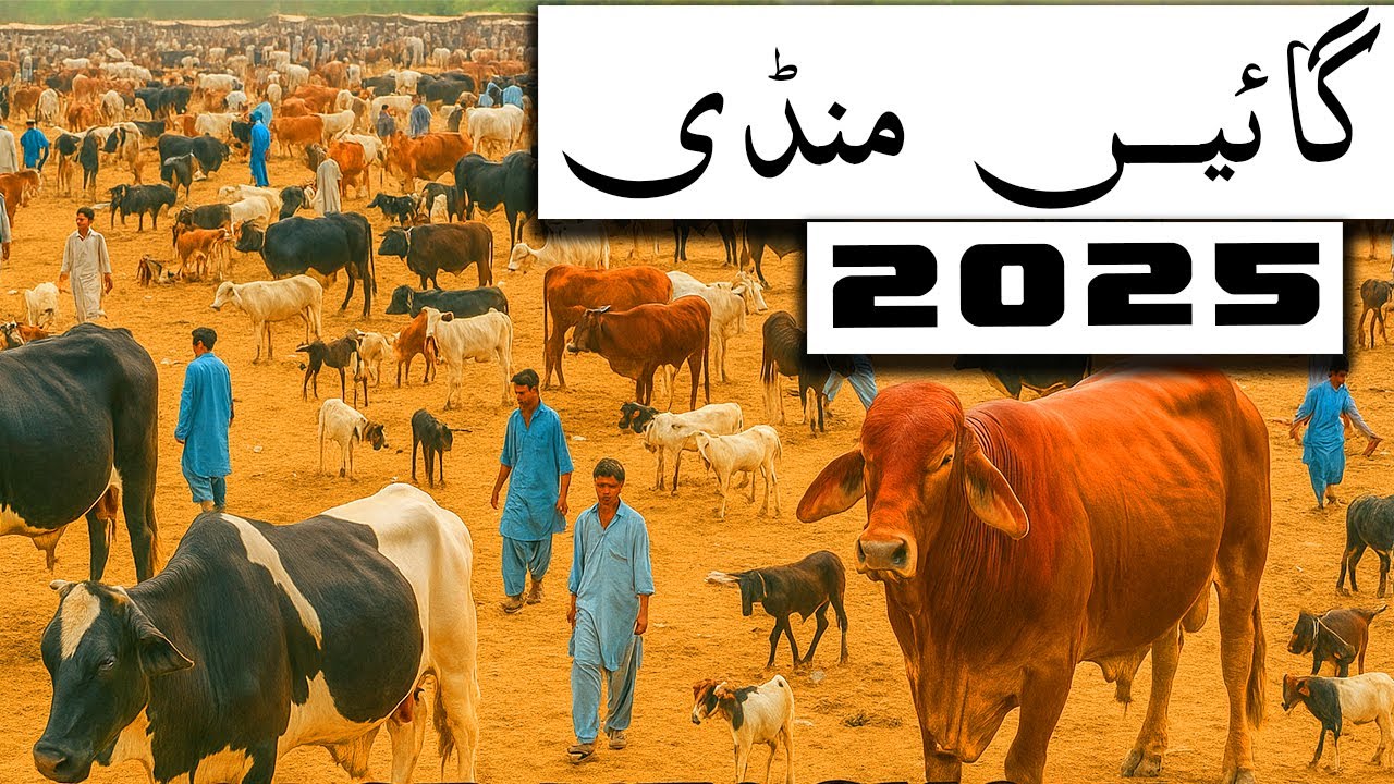Gayein Mandi 2025 | Cow Prices Update | Mehngai Ka Asar!  #mandi #cowmandi #mandirates #bakramandi