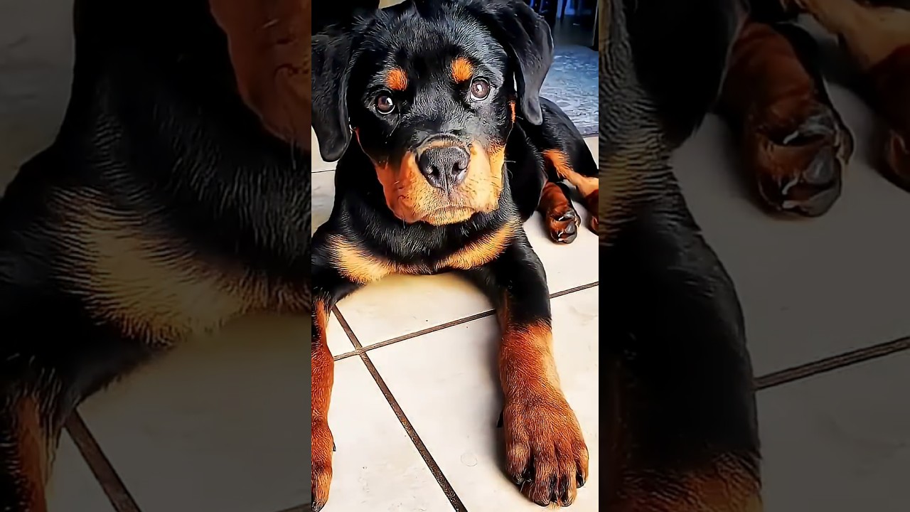 Милые моменты с щенком ротвейлера 😍 