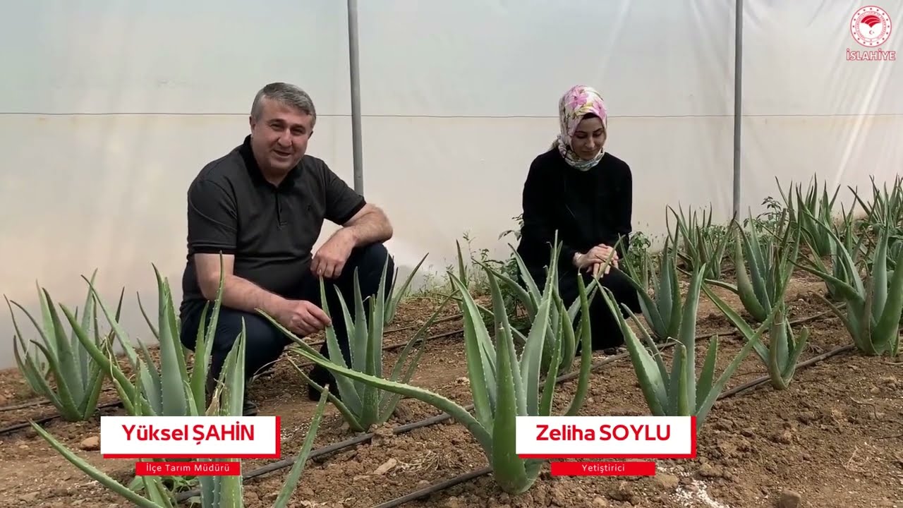 İslahiye'de Aloe Vera Yetiştirildiğini Biliyormuydunuz?