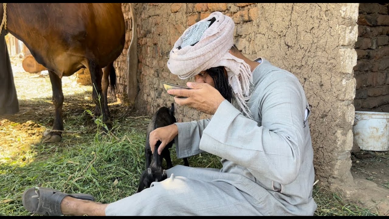 الحاج الضوى حلب المعزه وسرق لبنها 😂