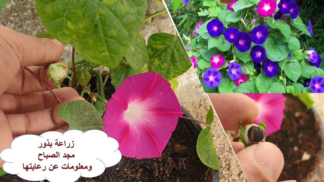 أسهل طريقة لزراعة نبات مجد الصباح ومعلومات مهمة عن رعايتها😍