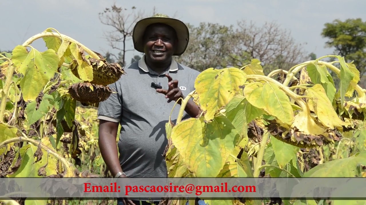 Sunflower Farming - From Planning to Harvest, With Pascal Osire And Grace Aloyo