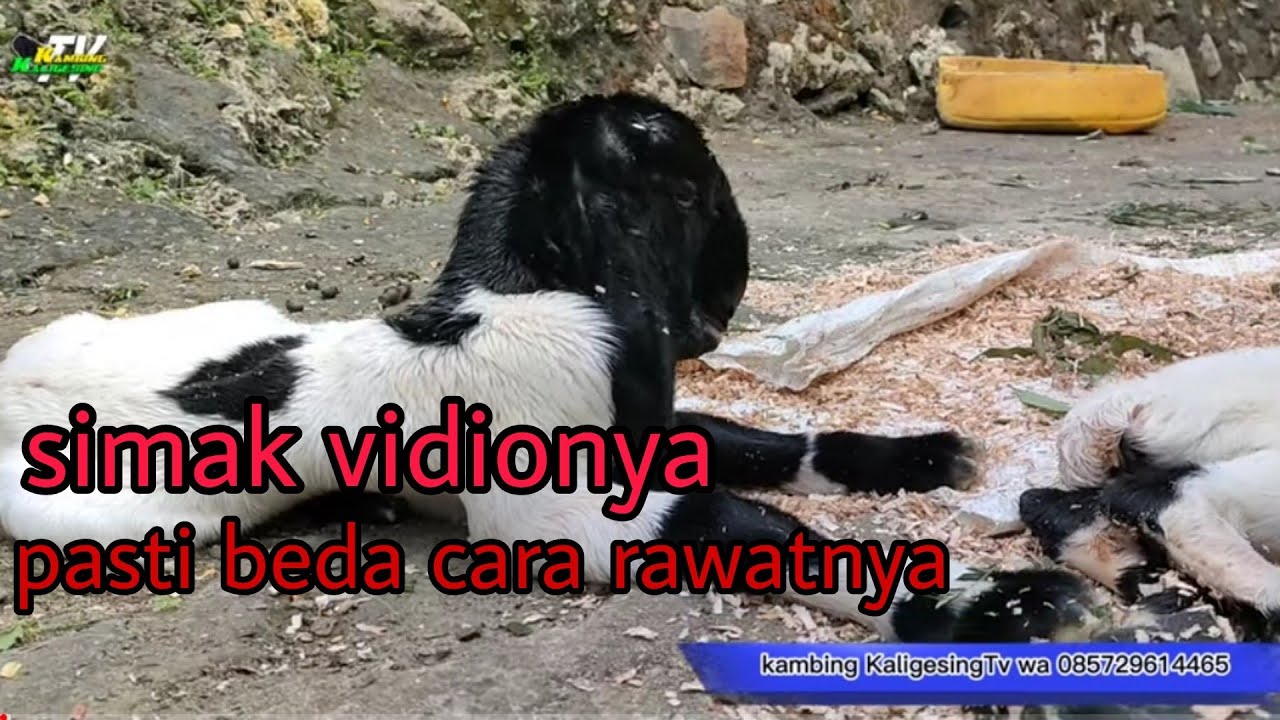 CARA MERAWAT CEMPE BARU LAHIR || Berbeda dengan jenis kambing lain