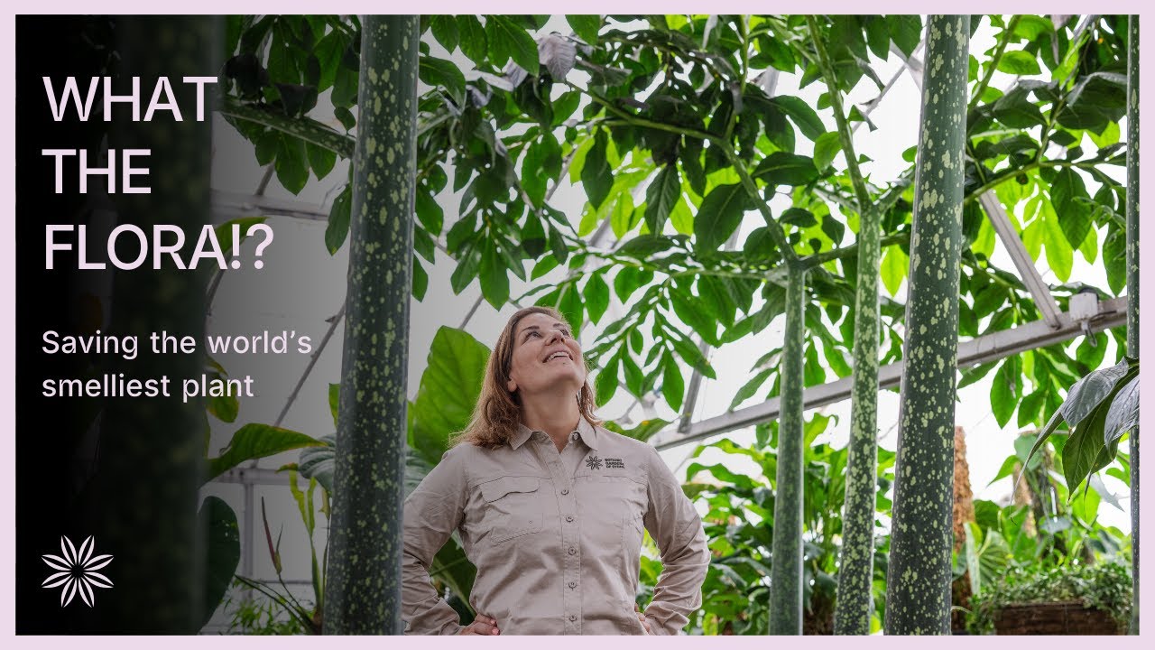 Saving the world's smelliest plant: Amorphophallus titanum (Titan arum) | What the Flora!? Series 3
