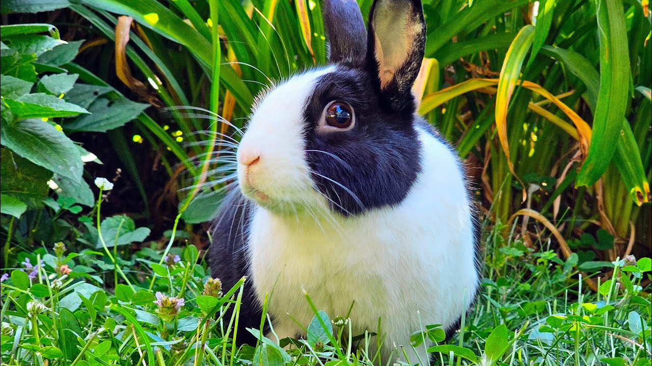 Rabbit Tries to Explore… But the Birds and Dogs Have Other Plans