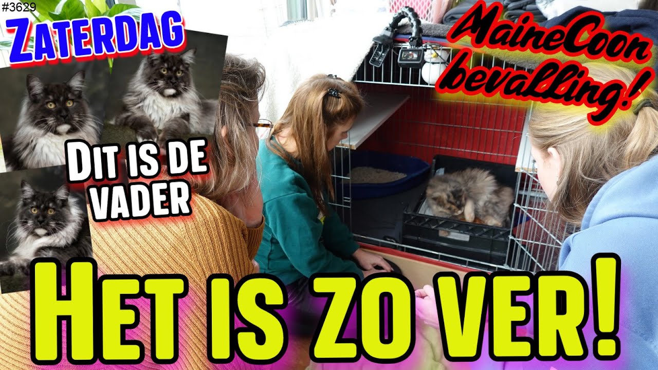 De Bevalling! MaineCoon Poes Marly gaat vandaag bevallen. Wat Spannend. Hoeveel KITTENS? #3629