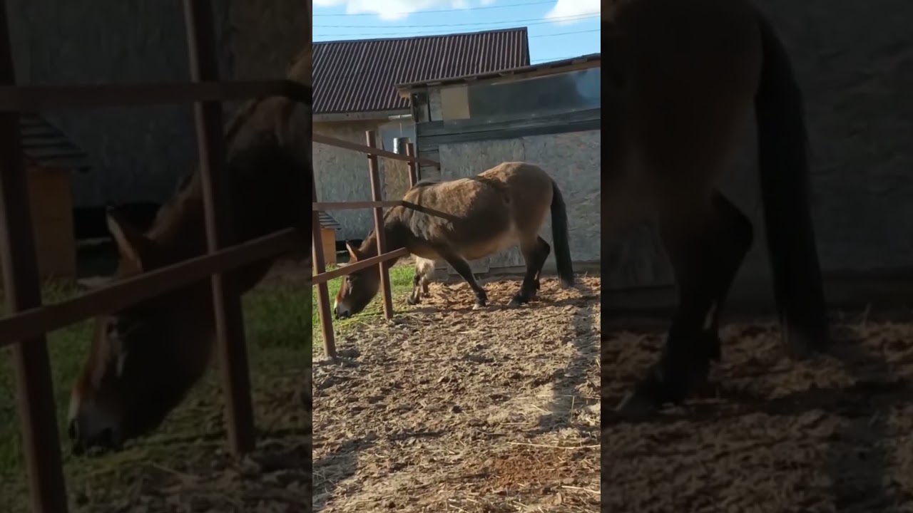 #мул#лошади#donkey#horse