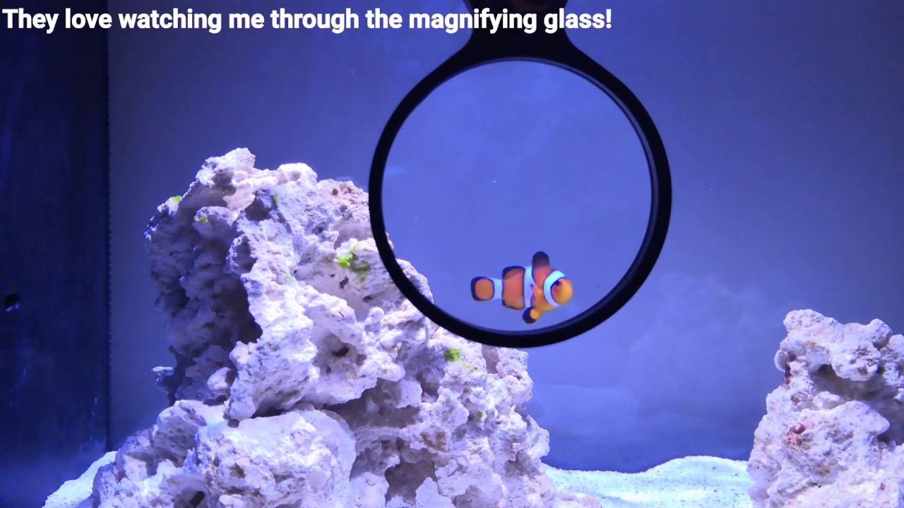 FLUVAL EVO | Kessil a80 | CLOWNFISH | 4 Month Update