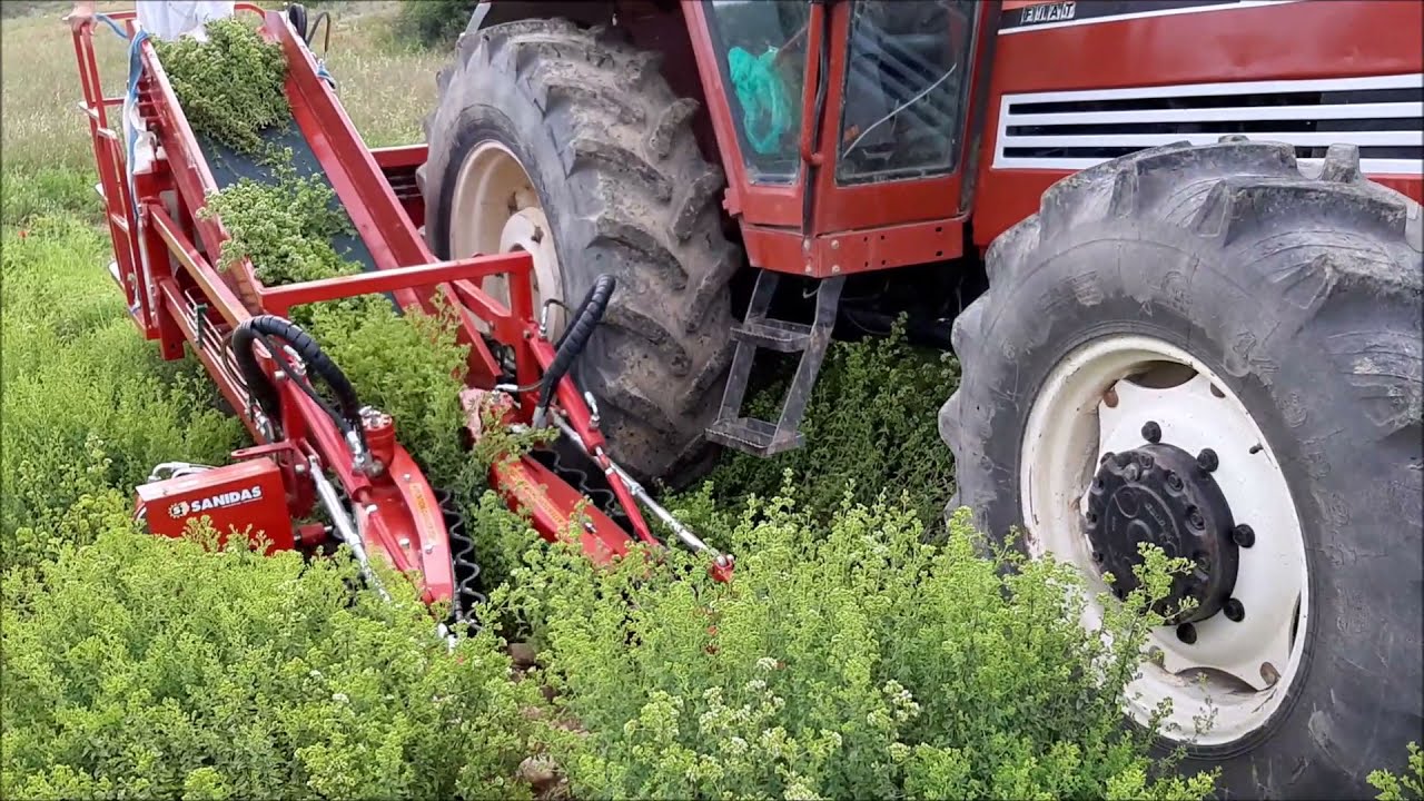 SANIDAS - Συγκομιδή Ρίγανης / SANIDAS - Oregano Harvesting