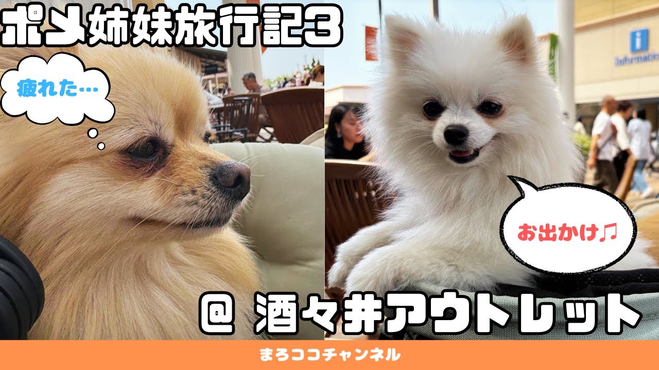 【犬とお出かけ】まろココと酒々井アウトレットでショッピング散歩♪【ポメラニアン】