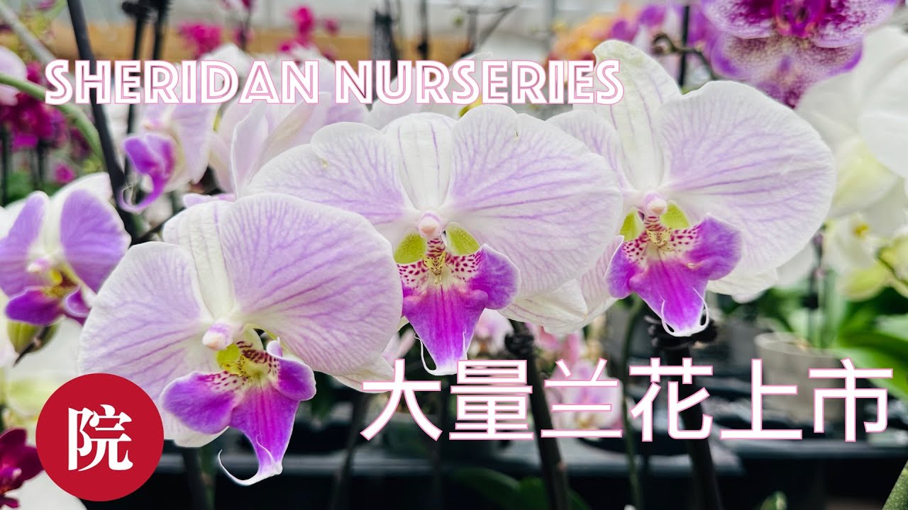 【彬彬有院】花 •1034 Sheridan Nurseries走走看看，大量石斛兰和各色兰花上市，很多绿植供选择；地址在视频俄屏幕上方以及视频下方的文字处都有