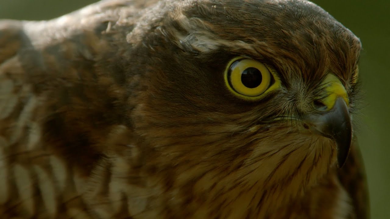 How sparrowhawks catch garden birds - Life in the Air: Episode 2 Preview - BBC
