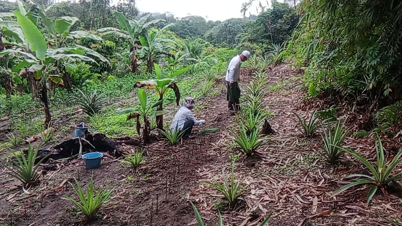 NANAM SAYUR CHANGKOK MANIS BA KEBUN.