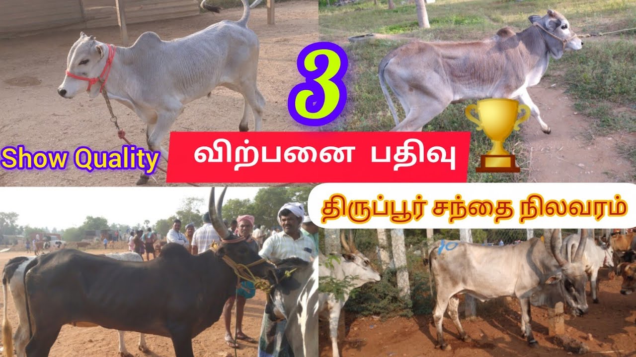 3 விற்பனை 🔥பதிவு மற்றும் 💞திருப்பூர் சந்தை நிலவரம்🏆show🏆 Quality காங்கேயம் காளை கன்று விற்பனைக்கு 🔥