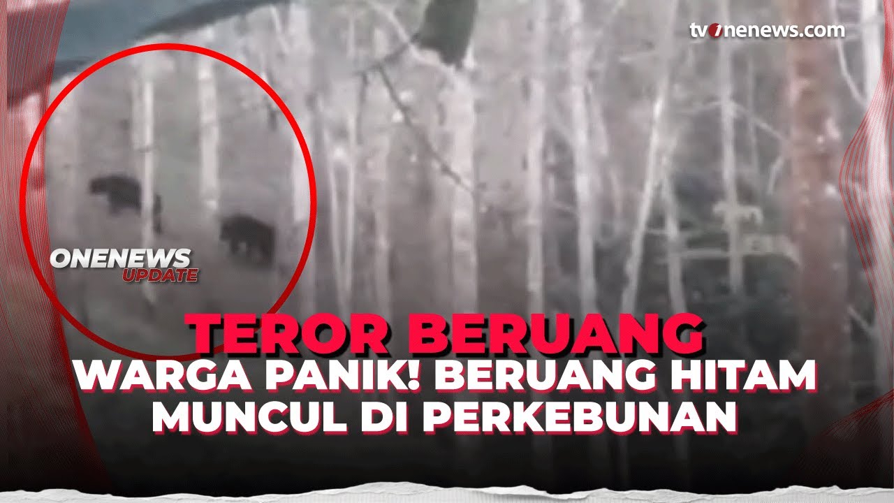 Terekam Kamera, Dua Beruang Hitam Berkeliaran Dekat Permukiman Warga | OneNews Update