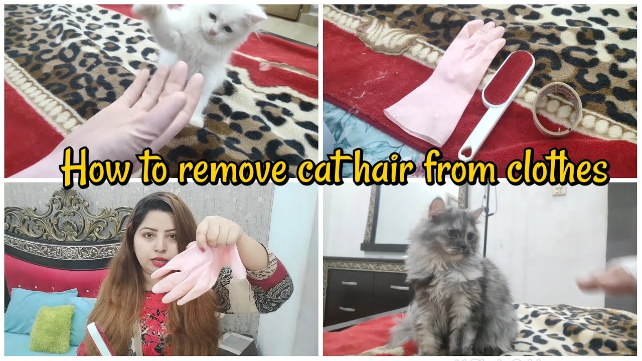 How to remove cat hair from clothes | Persian cat | the cats planet