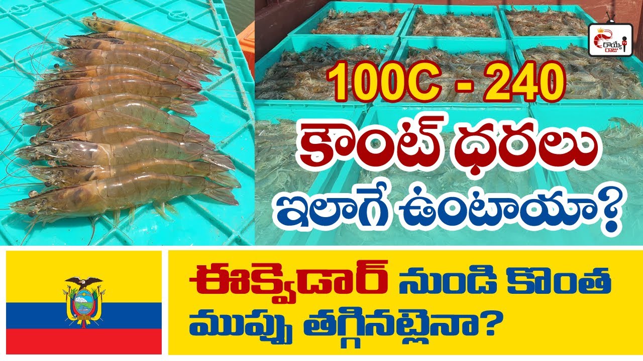 Indian Vannamei shrimp prices reached recent high  | Shrimp market analysis